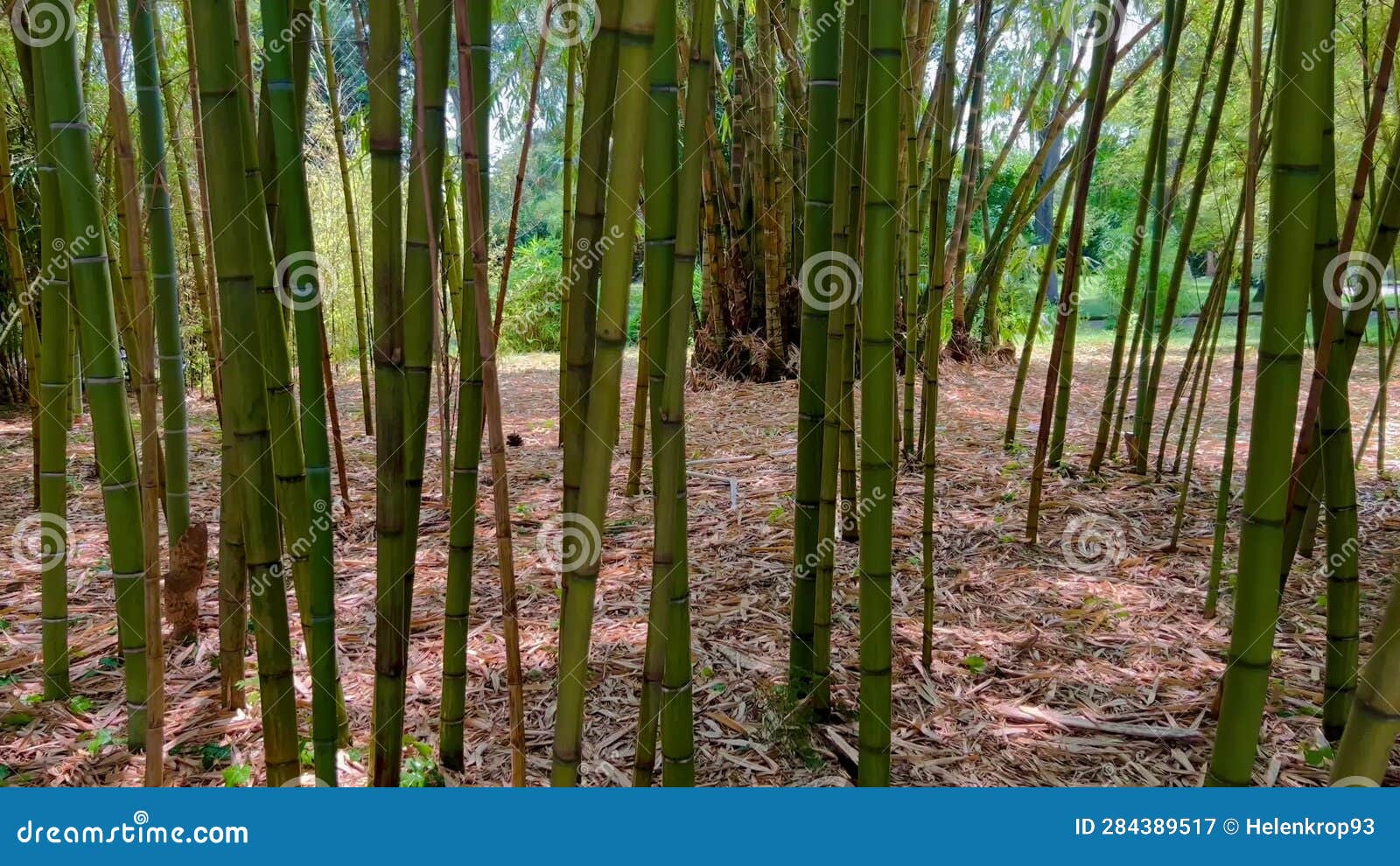Bamboo Forest in Bali, Indonesia Stock Video Biology Diagrams