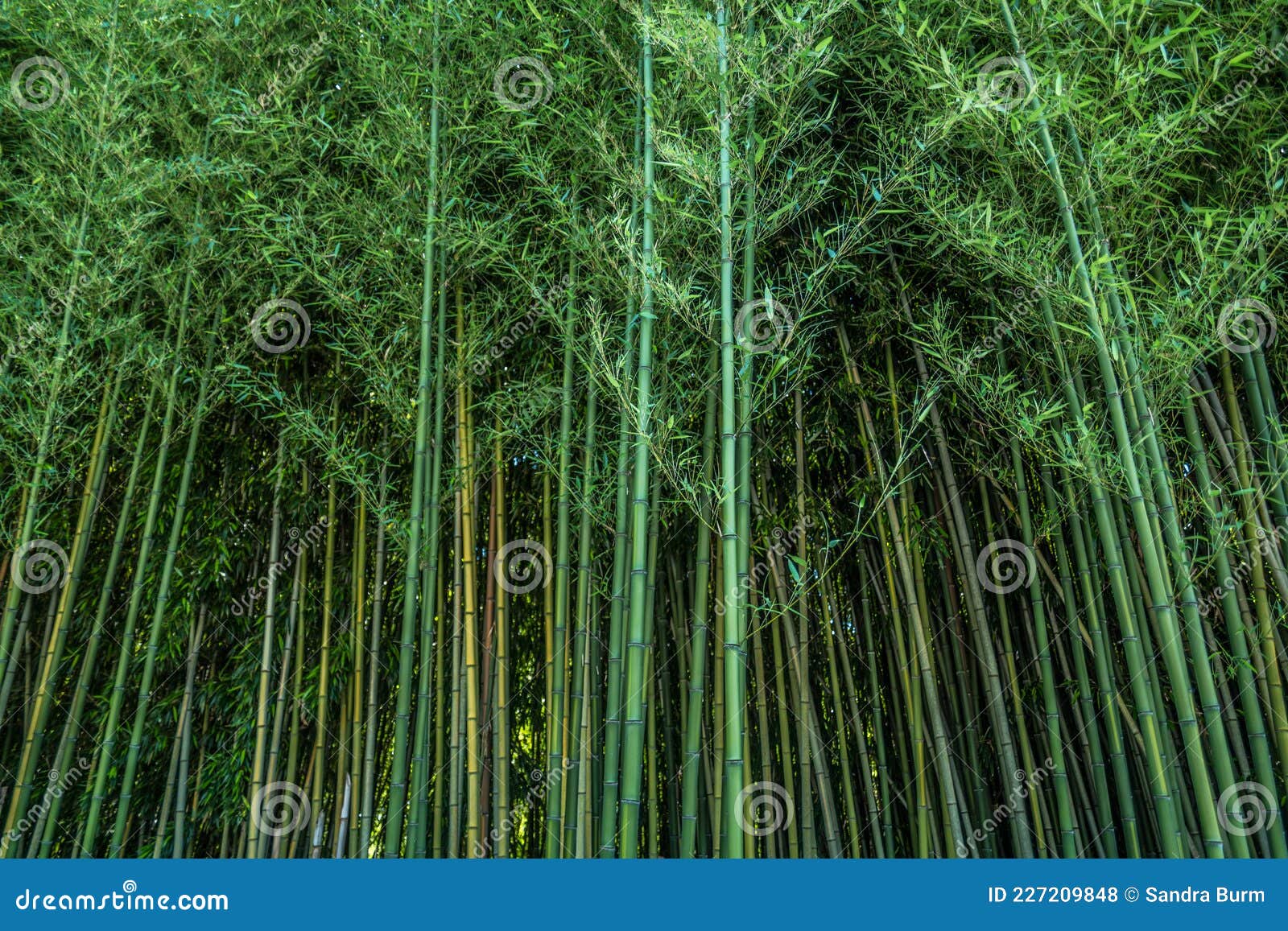 Close Up Bamboo Forest