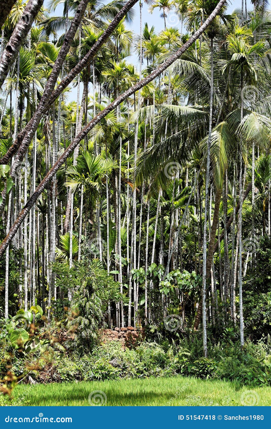 Bamboo forest stock photo. Image of pipes, asia, nature 51547418