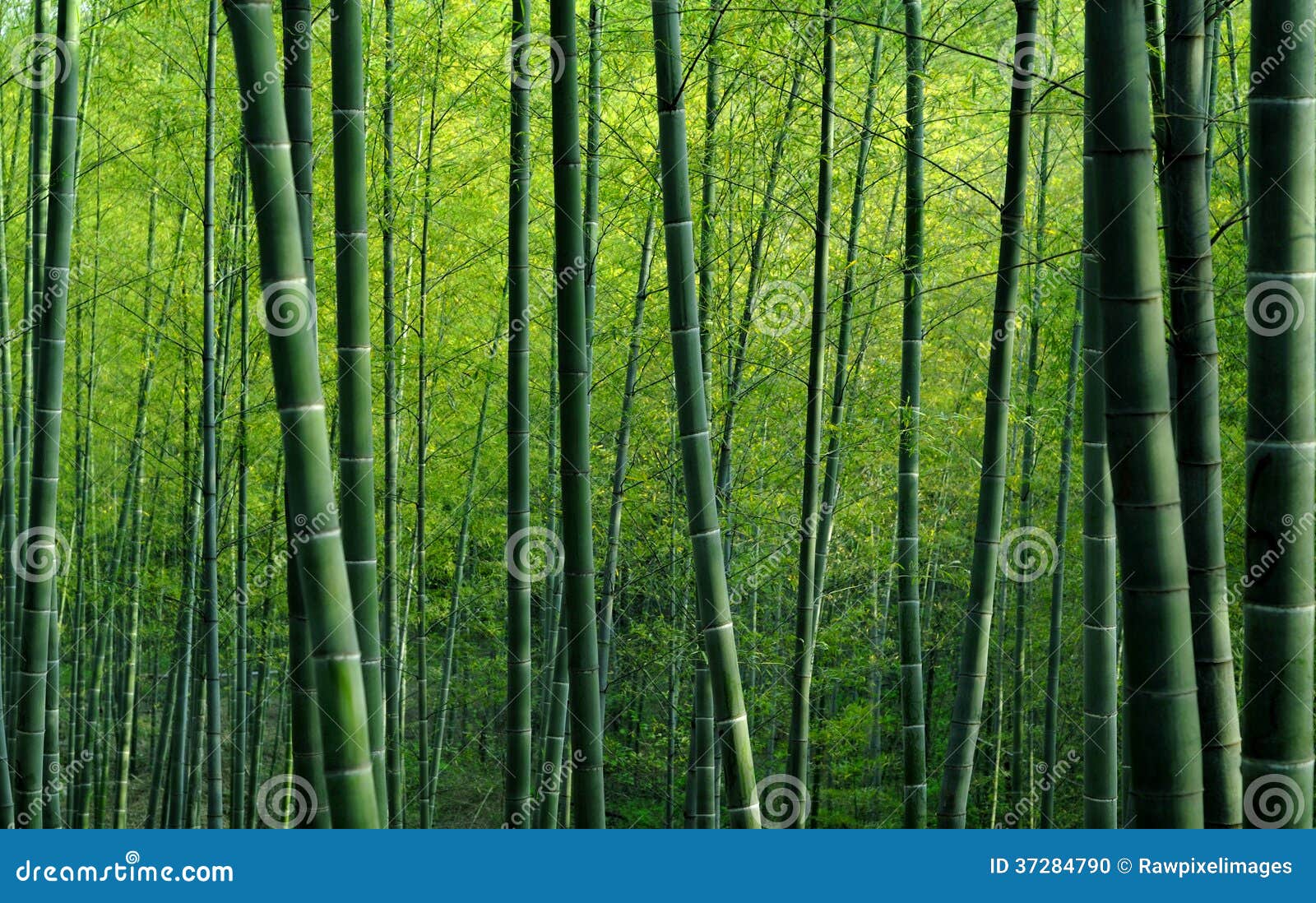 Bamboo Forest stock photo. Image of beautiful, chinese 37284790
