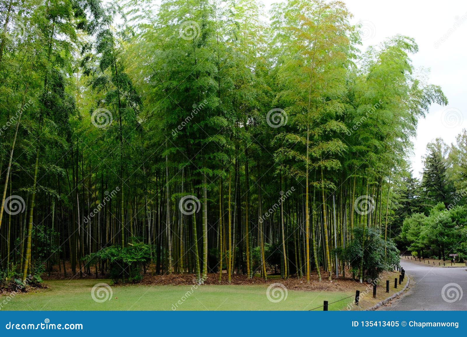 bamboo forest inside japanese garden of expo commemoration park