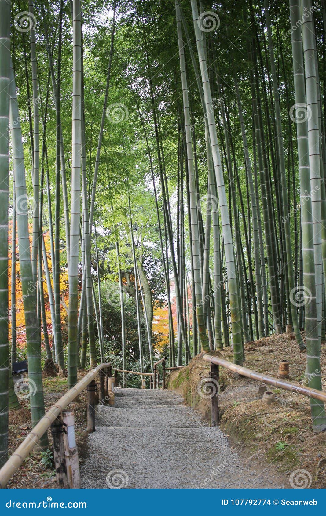 The Bamboo Forest in Kodai Ji Temple in Kyoto Stock Photo Image of
