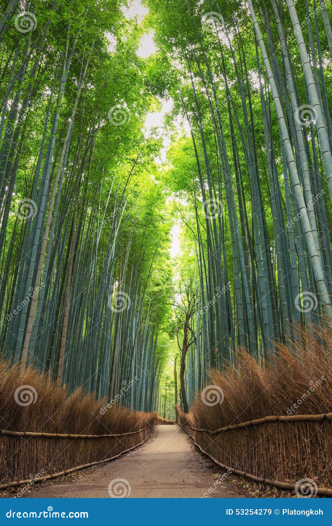 bamboo forest in kyoto, arashiyama, japan