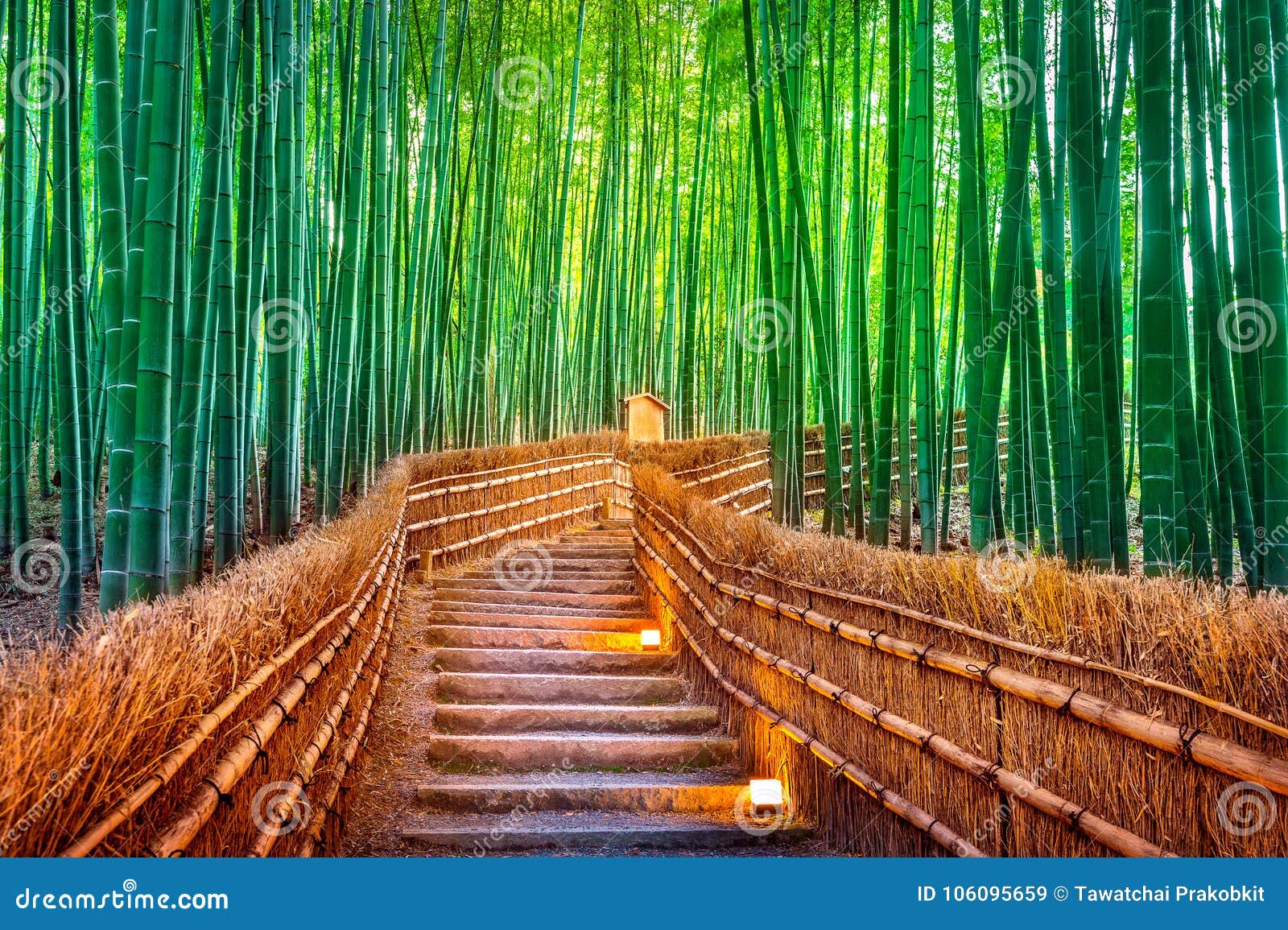 bamboo forest in kyoto, japan