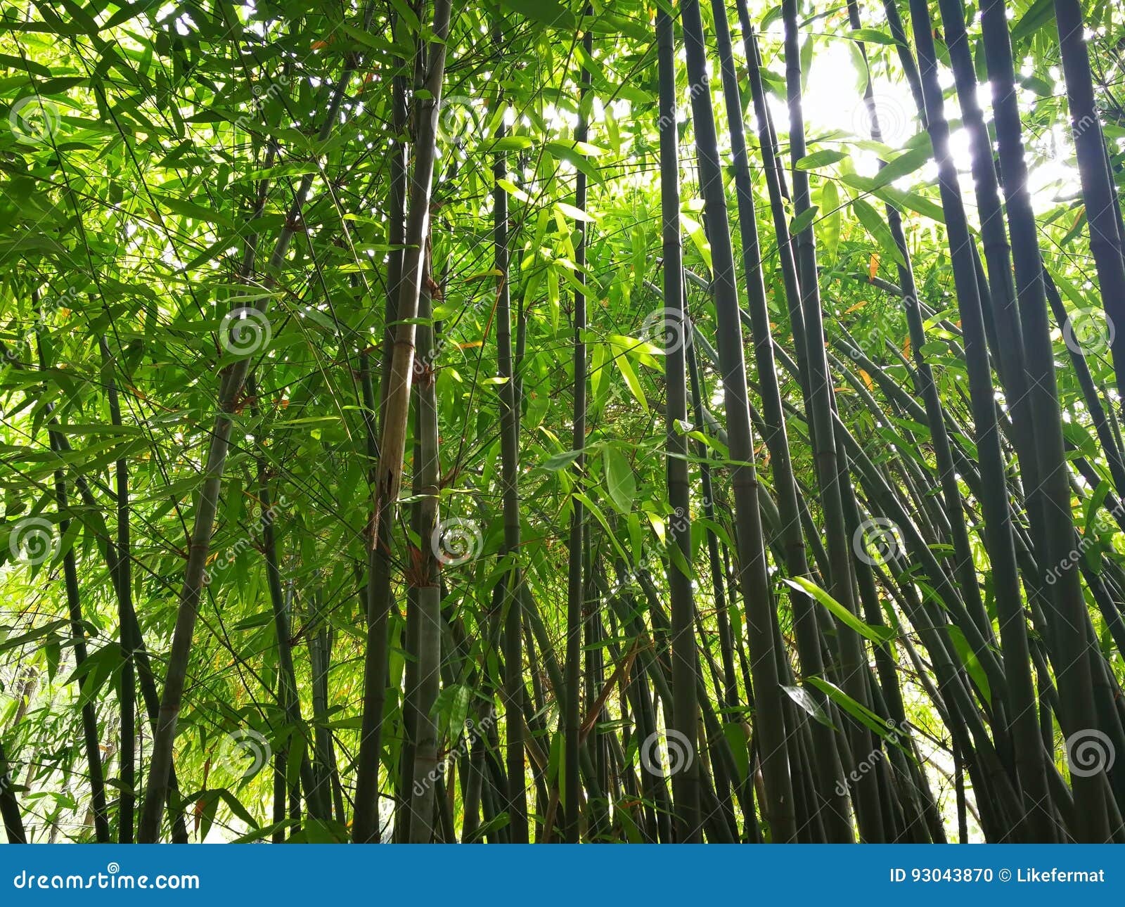 Bamboo forest stock photo. Image of bamboo, shoot, plant 93043870