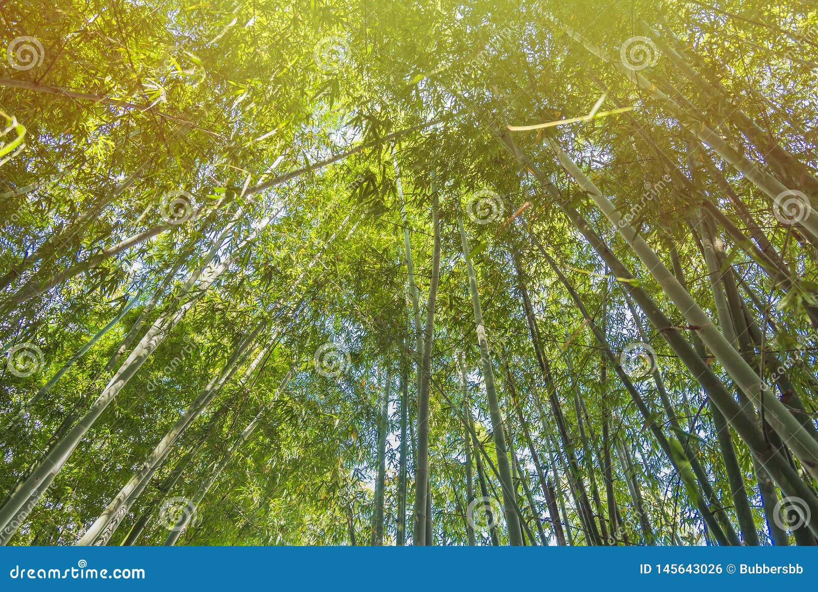 Bamboo Forest with Sunlight in Chiang Rai, Thailand Stock Photo Image