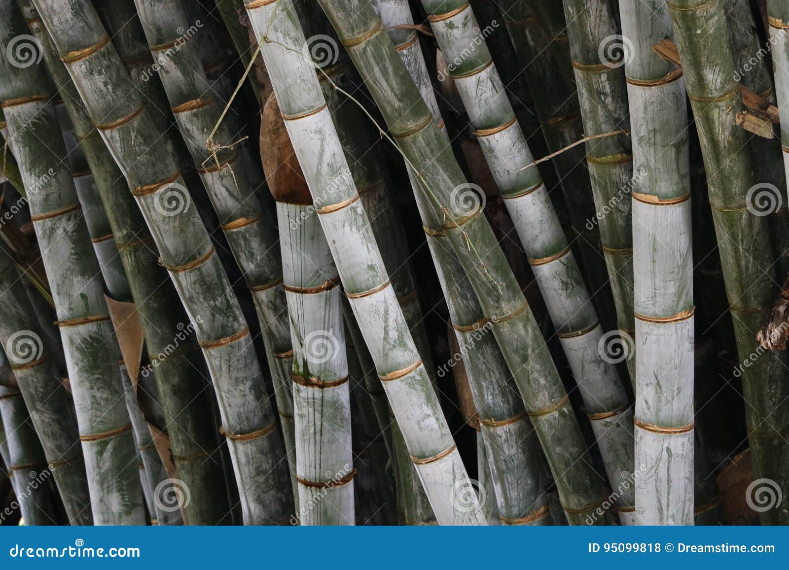 Bamboo forest stock photo. Image of botanical, lanka 95099818