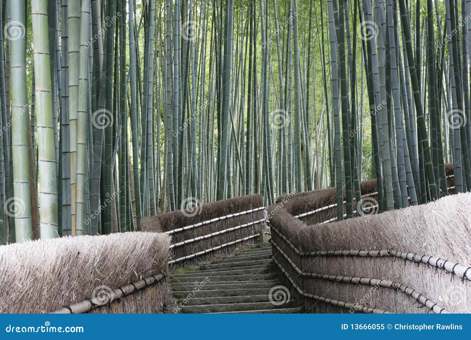 Bamboo Forest Walk, stock image. Image of texture, shoots 13666055