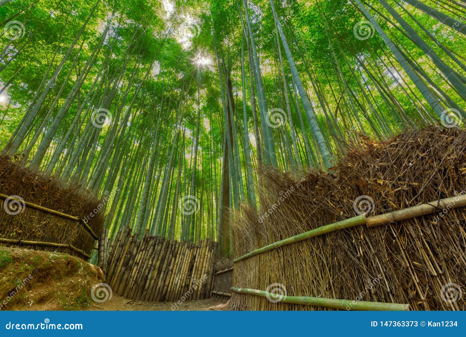 Bamboo Forest and Walking Path in Arashiyama, Kyoto, Japan Stock Image Image of natural