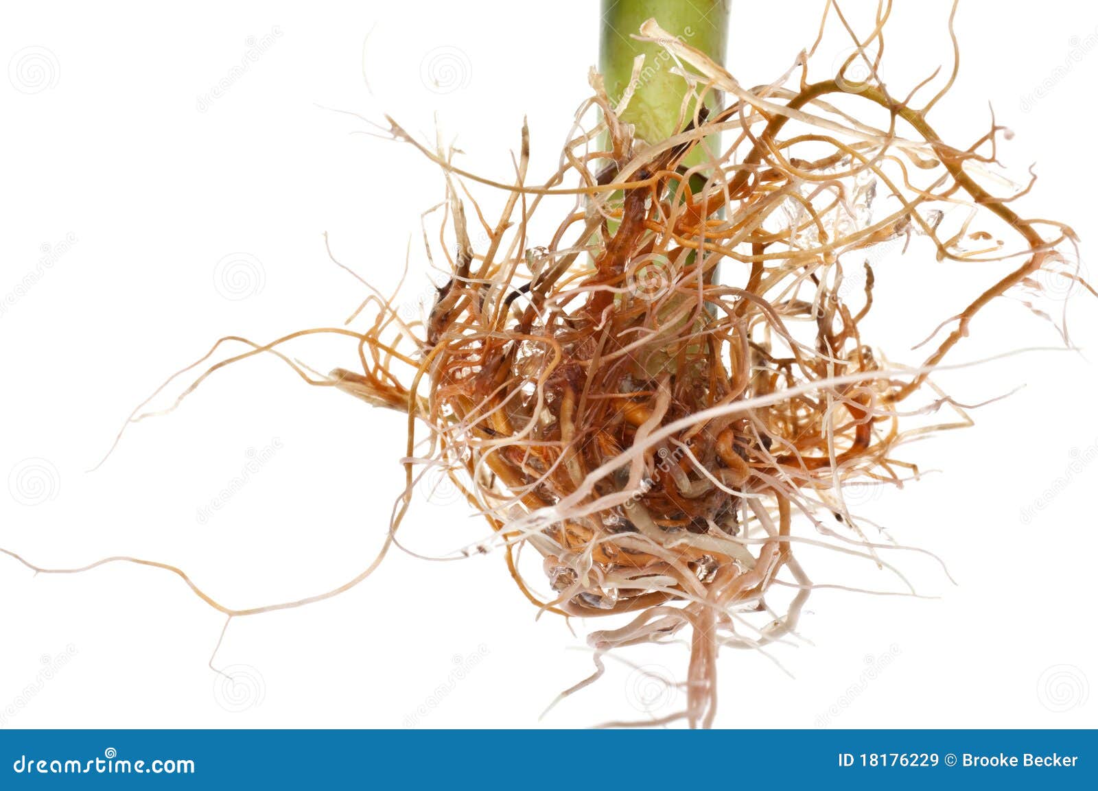 Bamboo with Fresh Root Growth Stock Image Image of beauty, green