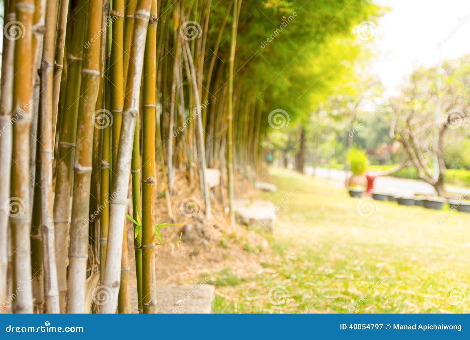 Bamboo garden stock image. Image of gardening, east, grove 40054797