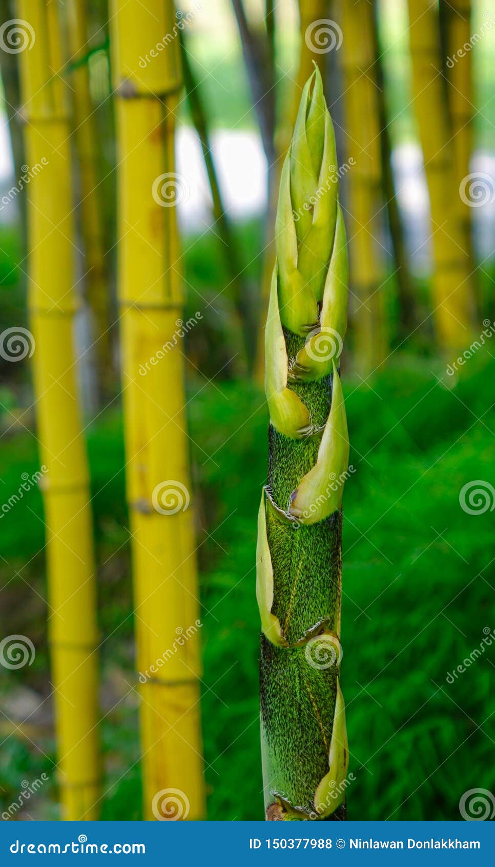 Bamboo garden stock photo. Image of decoration, ecology - 150377988