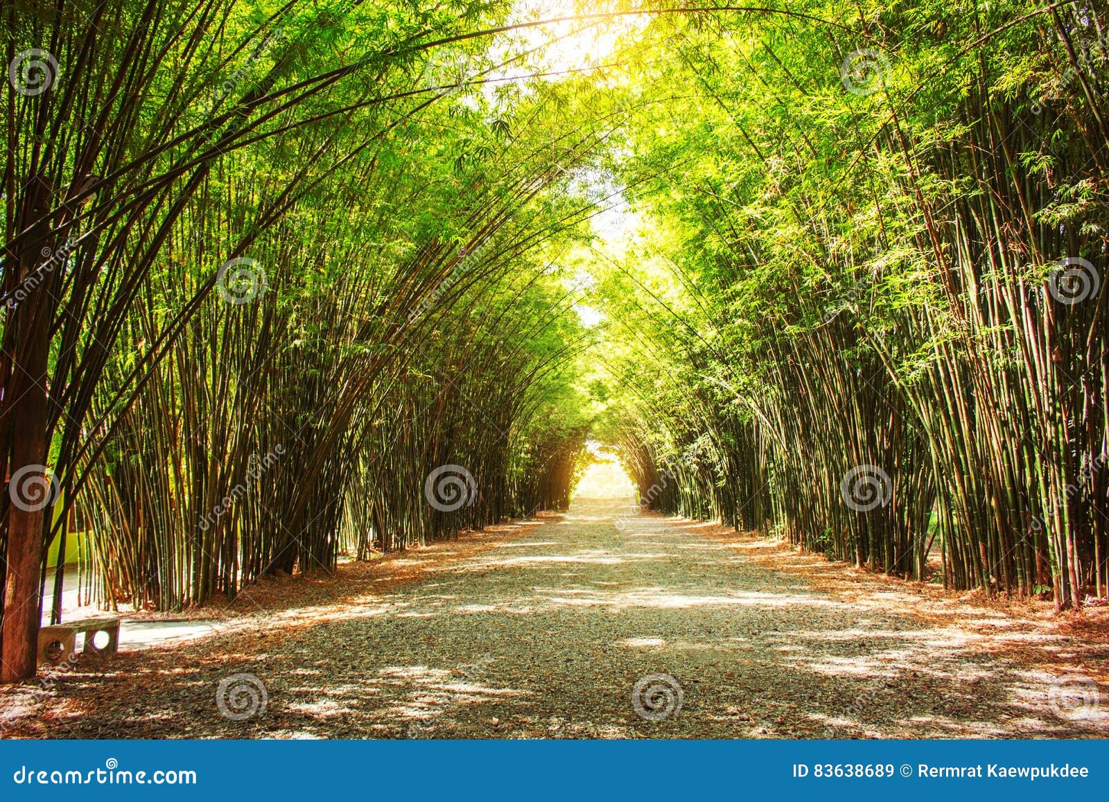 Bamboo garden on walkway. stock image. Image of seated 83638689