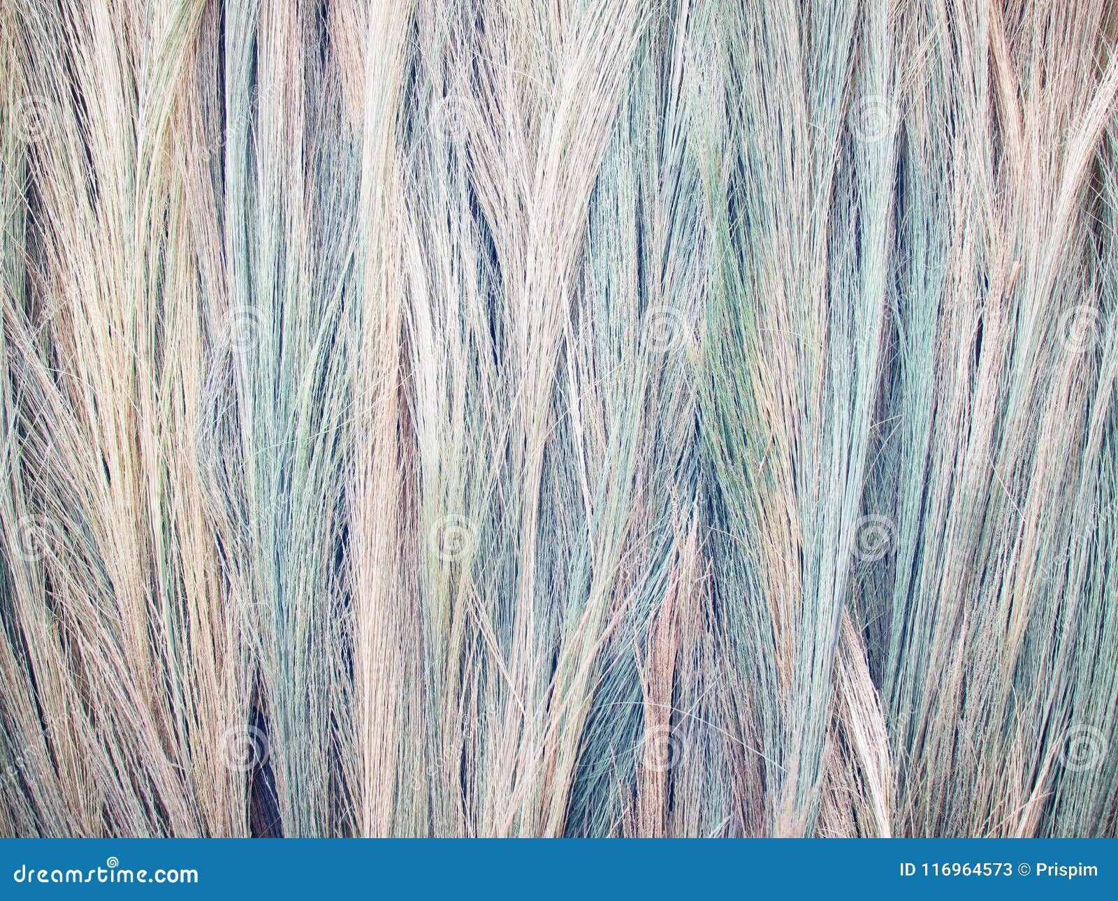bamboo grass, tiger grass, different colours of the grass flowers, lay spread out to dry. & x28;vintage style& x29;
