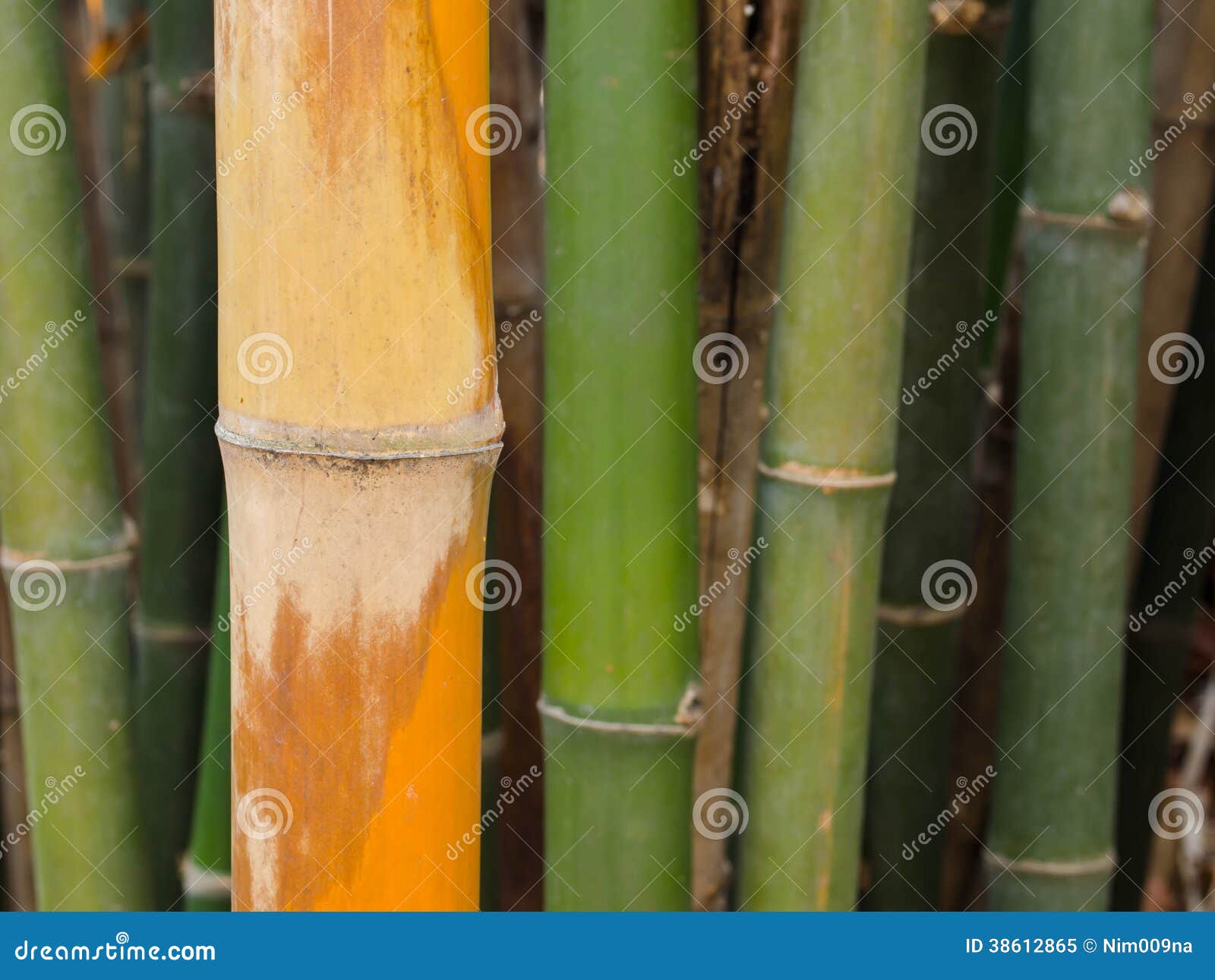 Bamboo Green Forest Background Stock Image Image of abstract, color 38612865