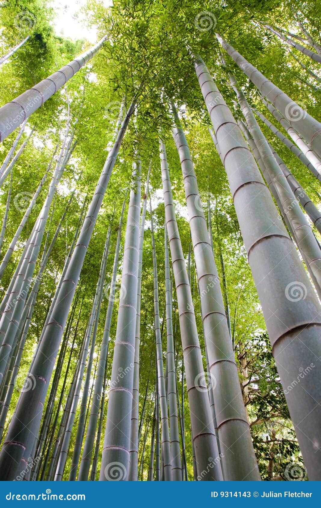 Bamboo grove stock image. Image of forest, leaves, grove 9314143