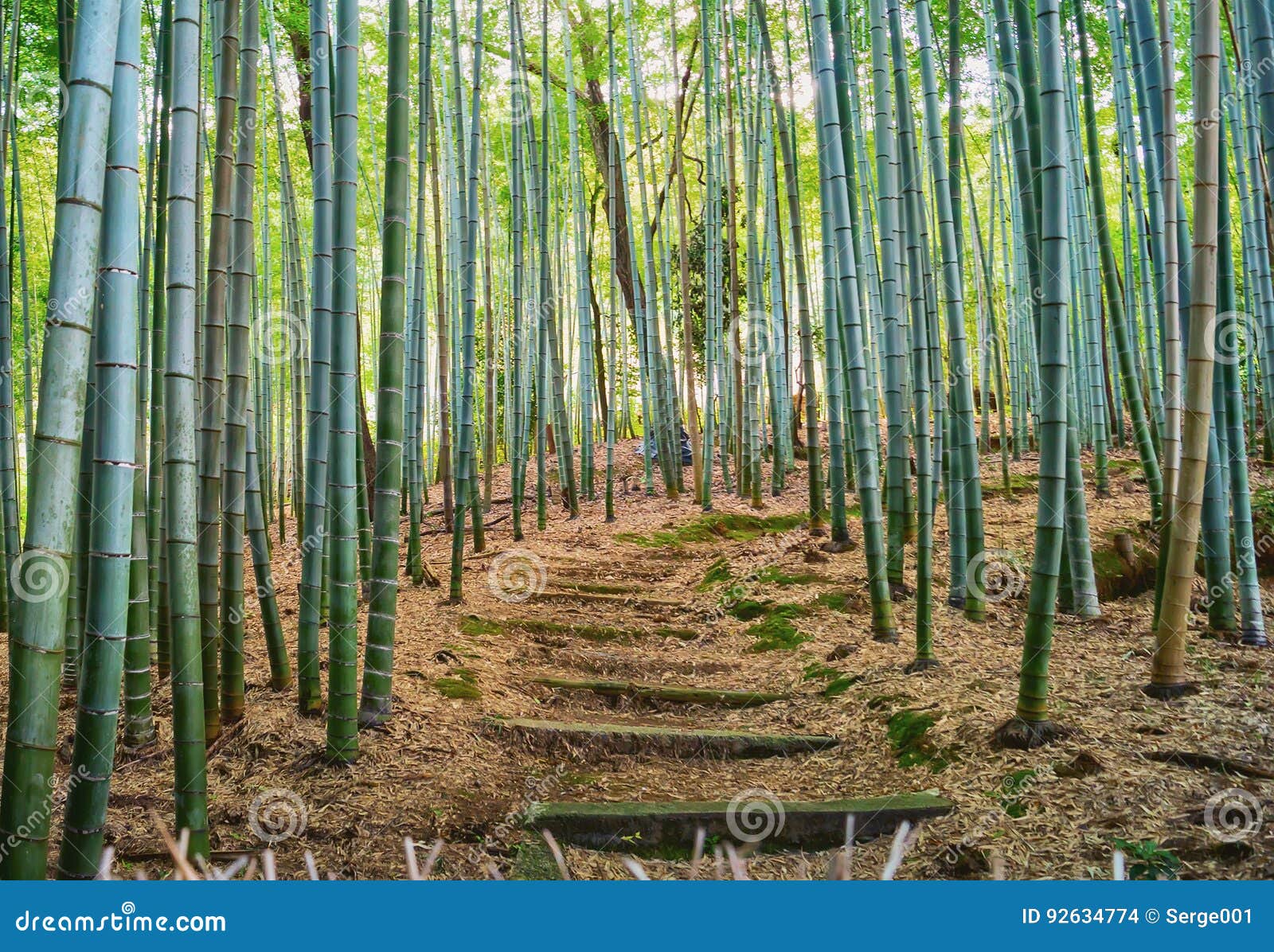 Bamboo Grove In Adashino Nenbutsu Ji Temple Stock Photo Image Of People Famous Bamboo Grove In Adashino Nenbutsu Ji Temple Stock Photo Image Of People Famous