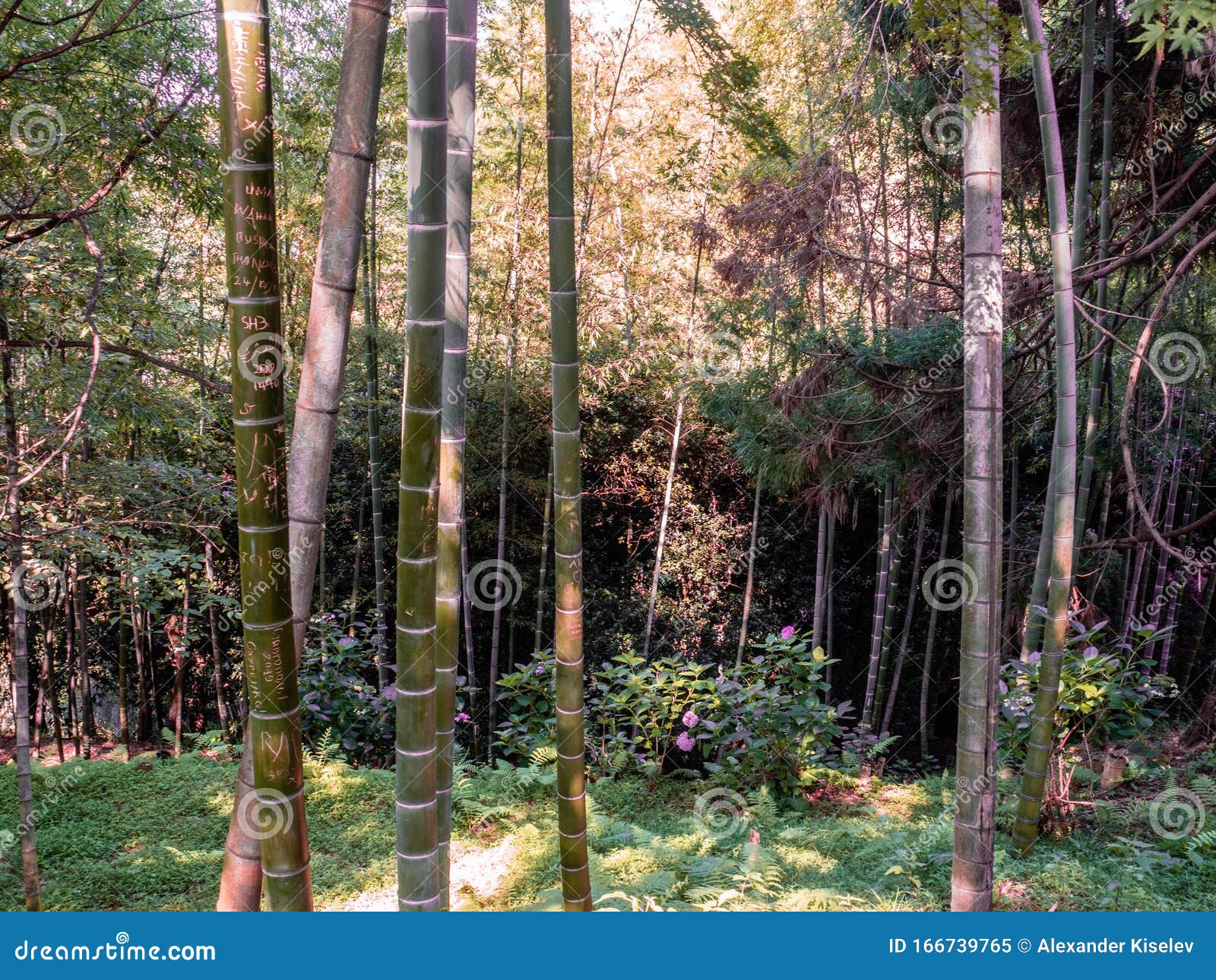 bamboo grove in batumi botanical garden