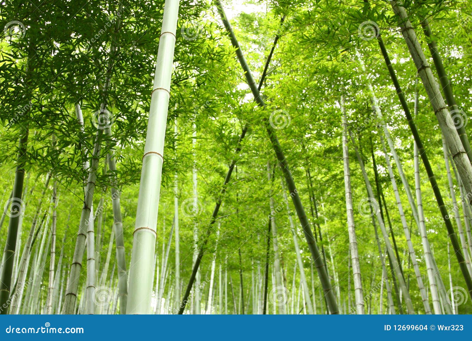 Bamboo grove in China stock photo. Image of spring, bamboo 12699604