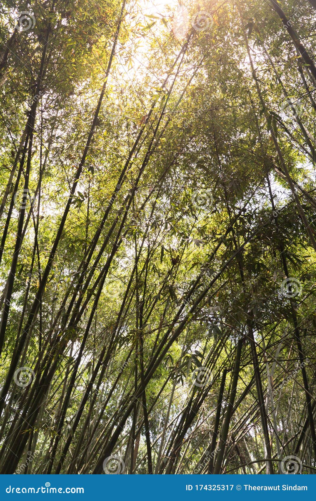 Bamboo Grove, Bamboo Forest in the Park Stock Image Image of wood