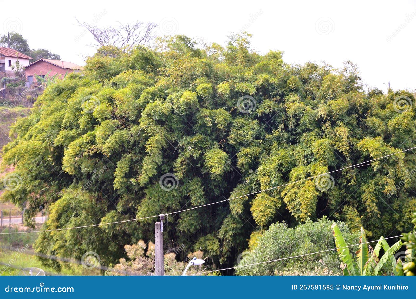 a bamboo grove formed in the middle of the small town