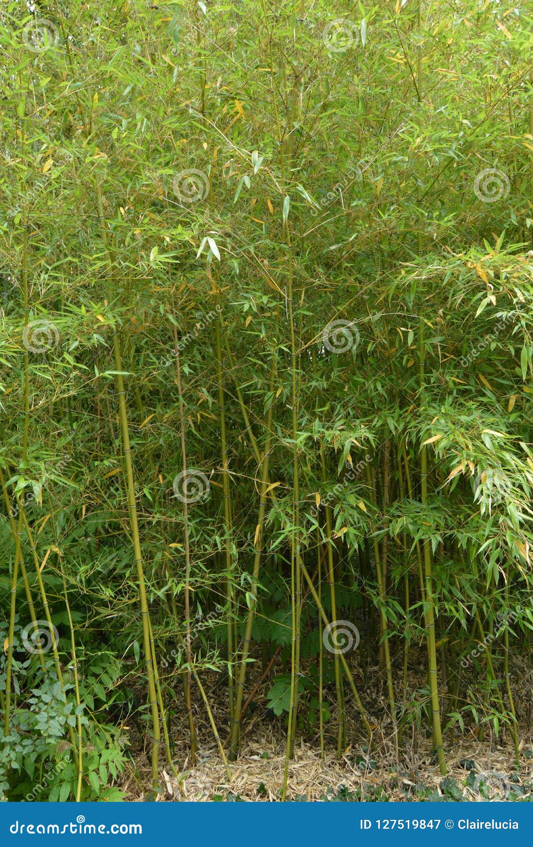 Bamboo Grove, Bamboo Grows in the Park Stock Image Image of plants