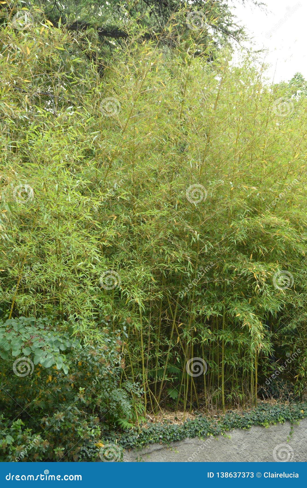Bamboo Grove, Bamboo Grows in the Park Stock Image Image of leaf