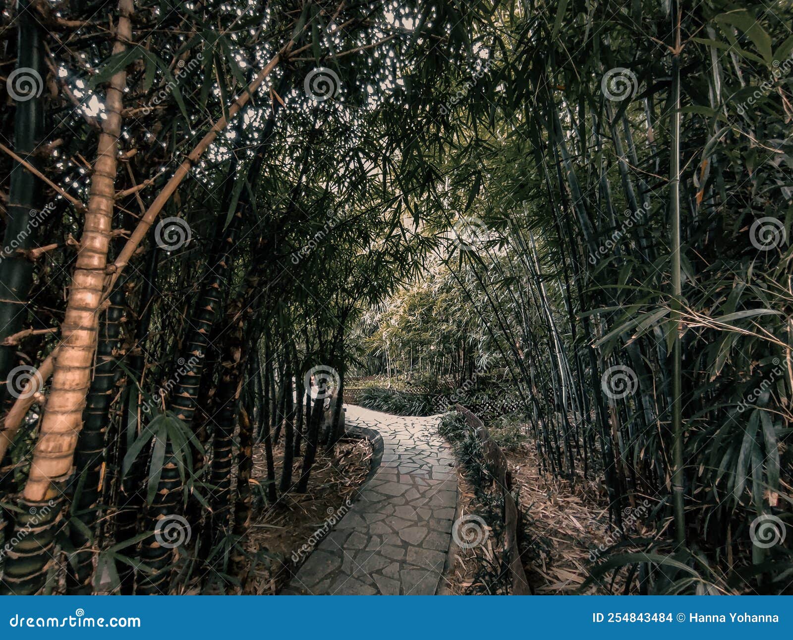 Bamboo Grove at the Hong Kong Botanical and Zoological Gardens