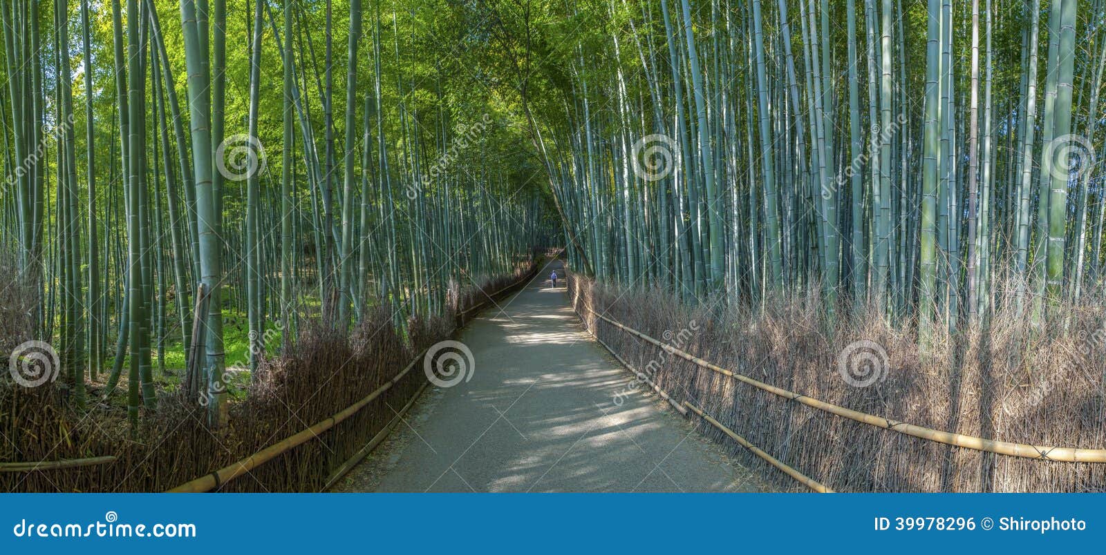 Bamboo Grove In Adashino Nenbutsuji Temple, Tokyo RoyaltyFree Stock