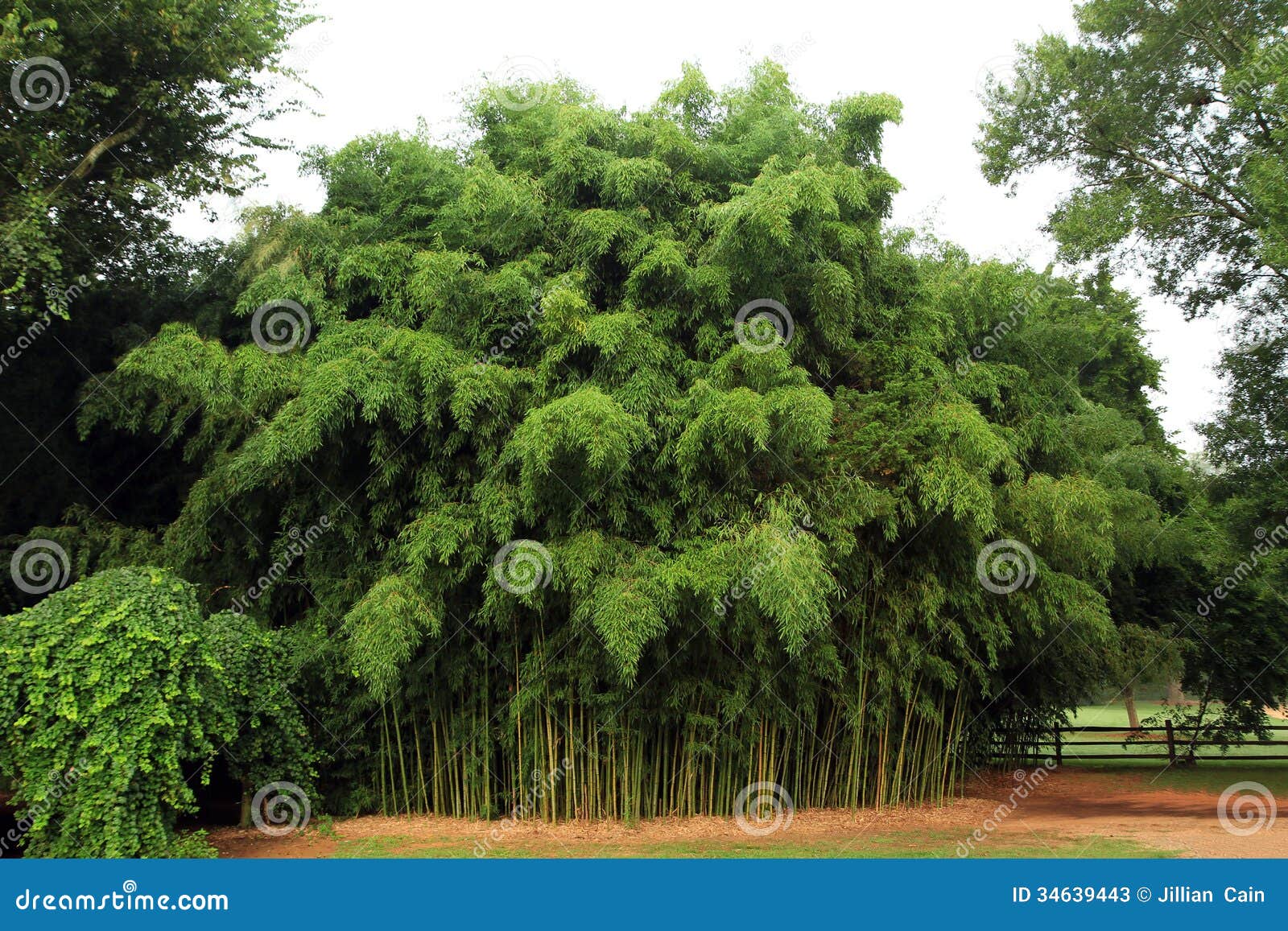 Bamboo Grove Stock Photos Image 34639443