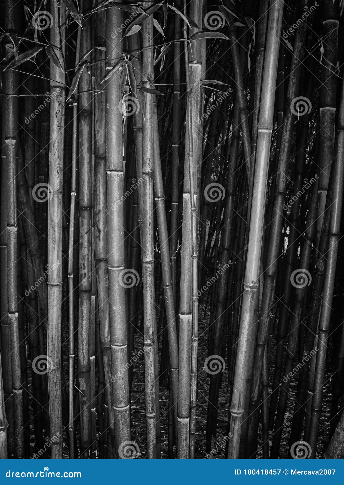 Bamboo grove. stock image. Image of dark, bamboo, calm 100418457