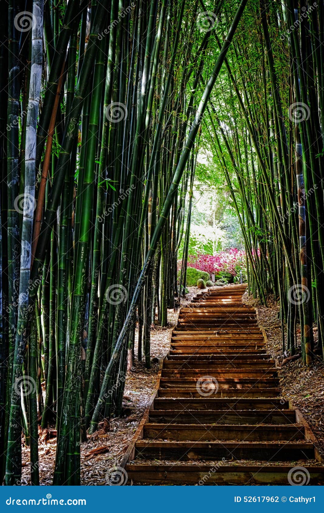 Bamboo grove stock photo. Image of stairway, peaceful 52617962
