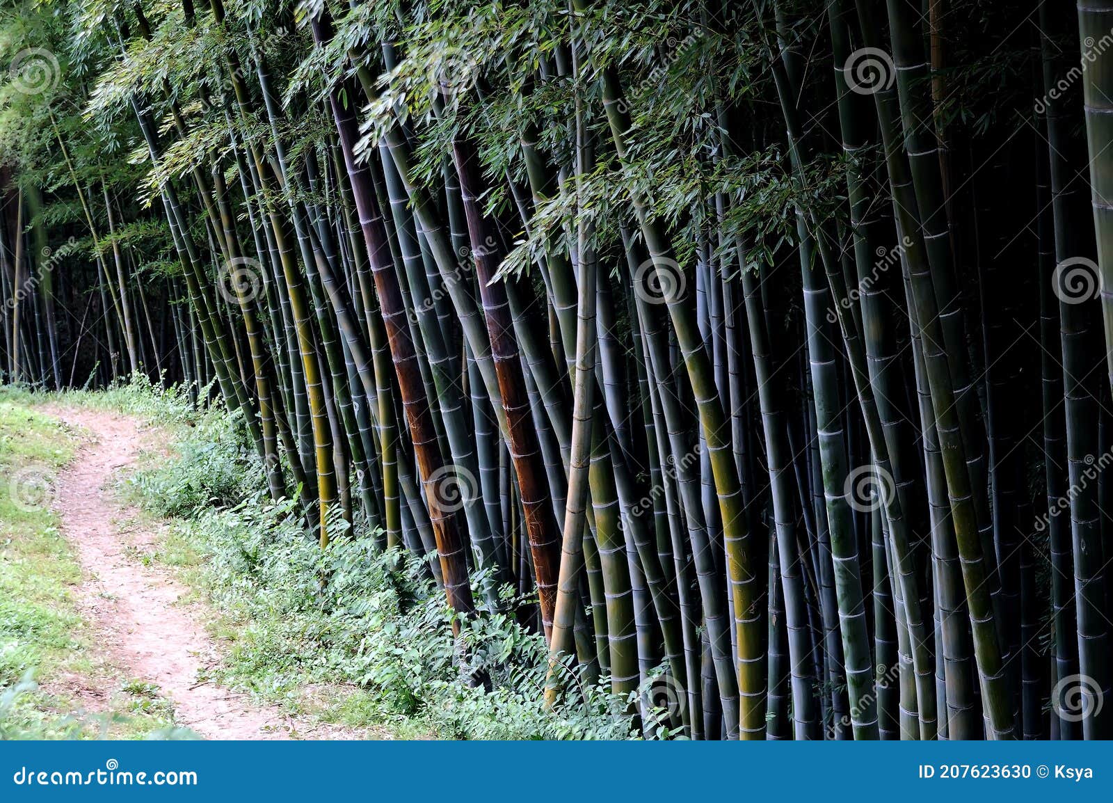 Bamboo Grove in the Garden of Batumi Stock Photo Image of colors