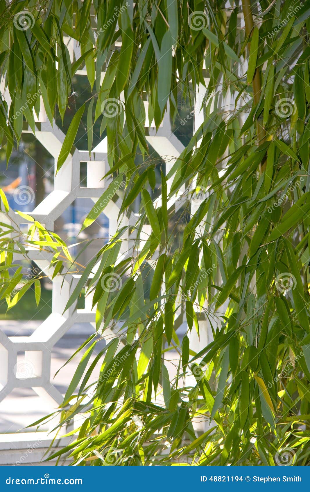 bamboo growing in front of stone latticework