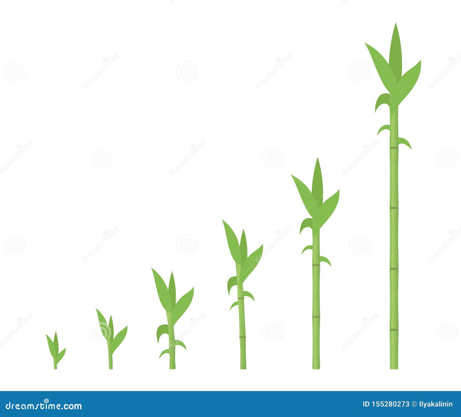 Bamboo Growth Stages. Bamboos Ripening Period Progression. Bambusa Life  Cycle Animation Plant Phases Development Stock Illustration - Illustration  of plant, process: 155280273