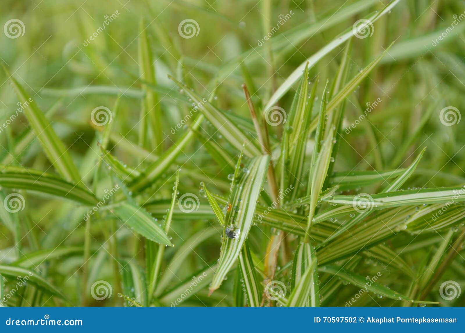 Bamboo Hedge Herb for Feeding Cat in Garden Stock Photo Image of drop