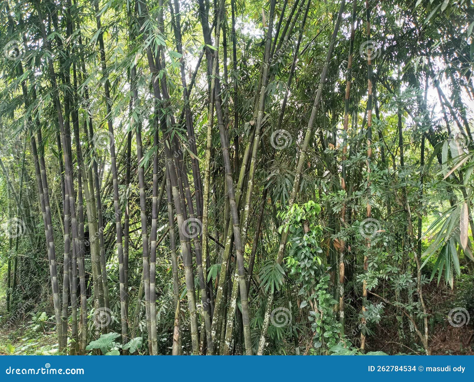 Bamboo Indonesia type stock photo. Image of indonesia 262784534
