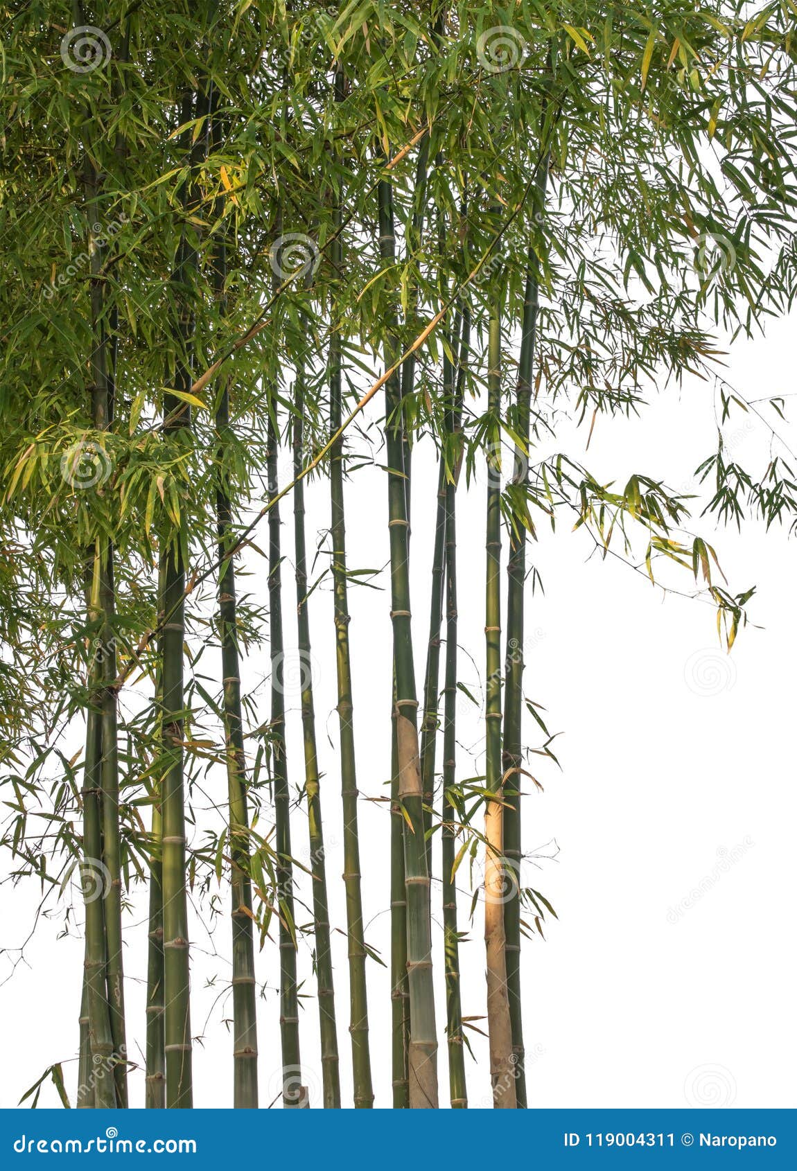 bamboo  on white background. clipping path.