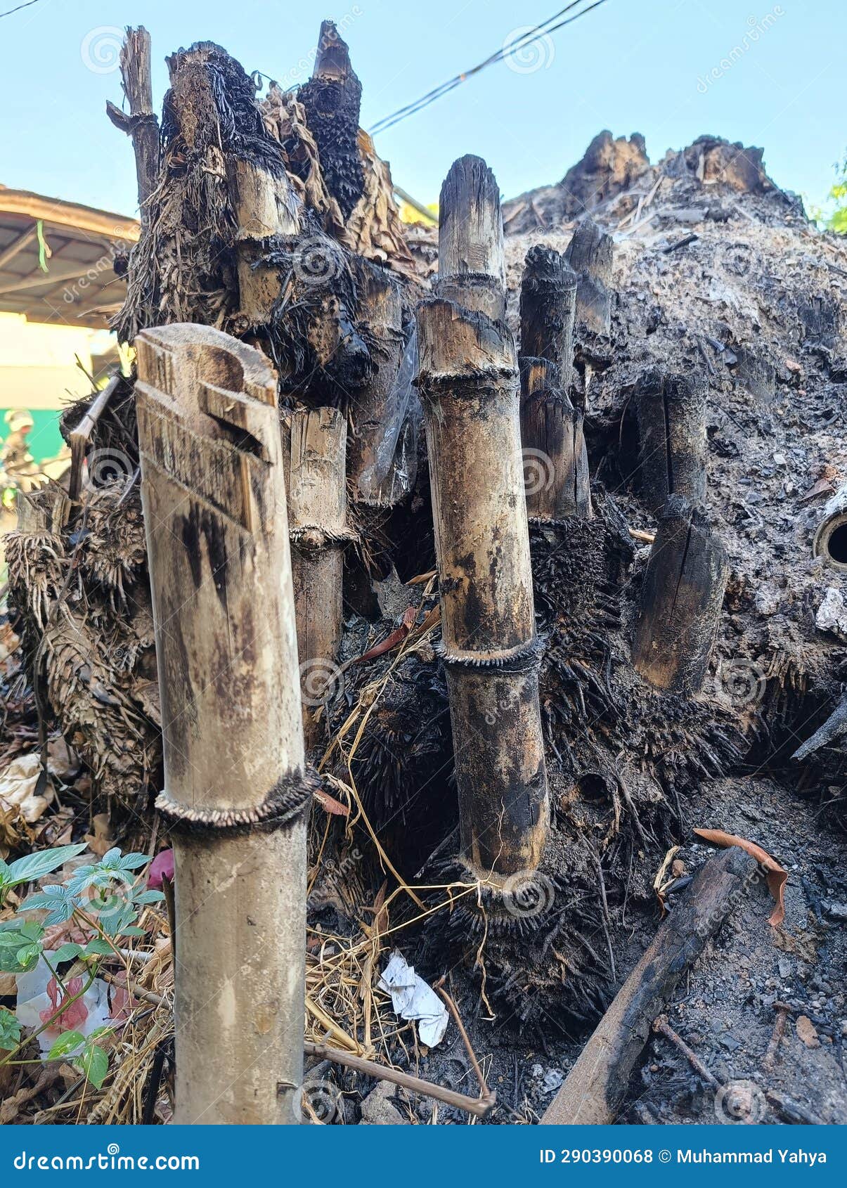 Bamboo and Its Roots Have Been Burned Stock Photo Image of tree, rock