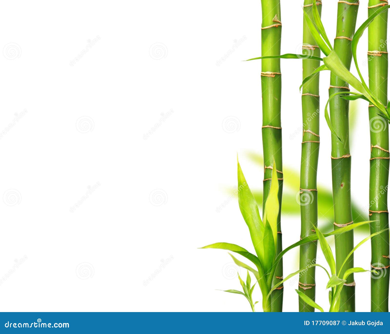 Bamboo Jungle Background Royalty Free Stock Photography - Image: 17709087