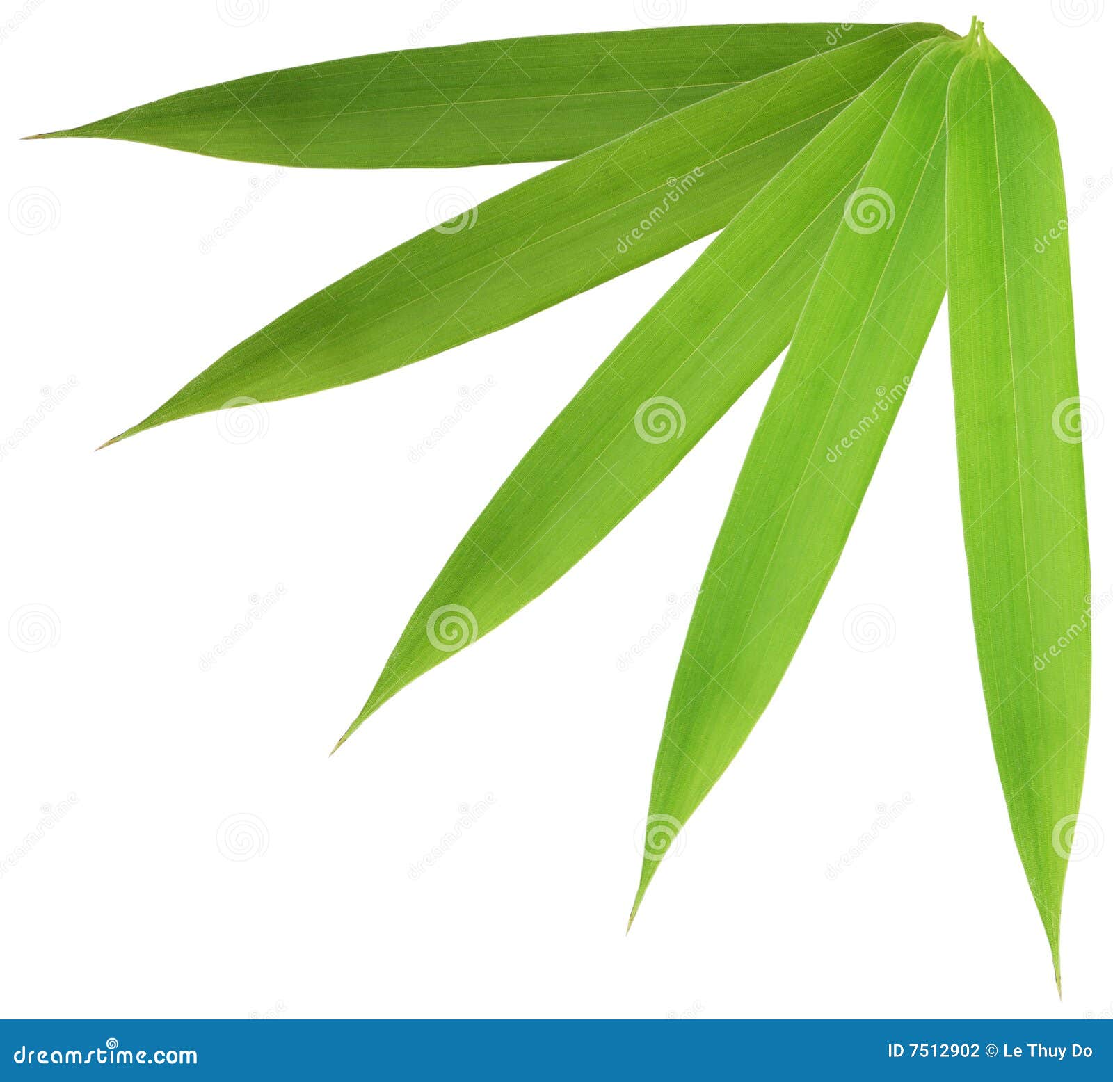 Bamboo Leaf Stock Photography Image 7512902