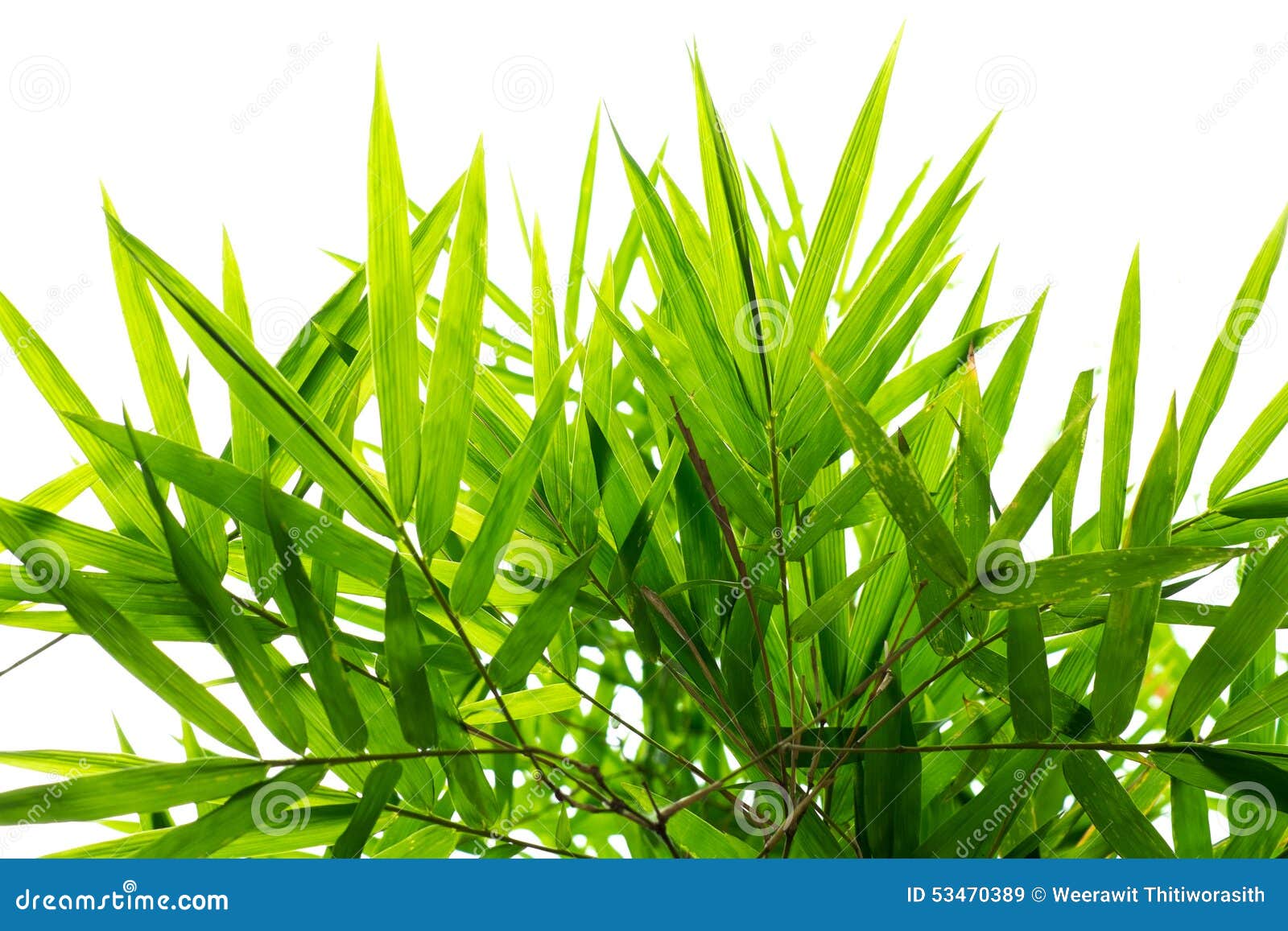 Bamboo leaf background stock image. Image of decor, design - 53470389