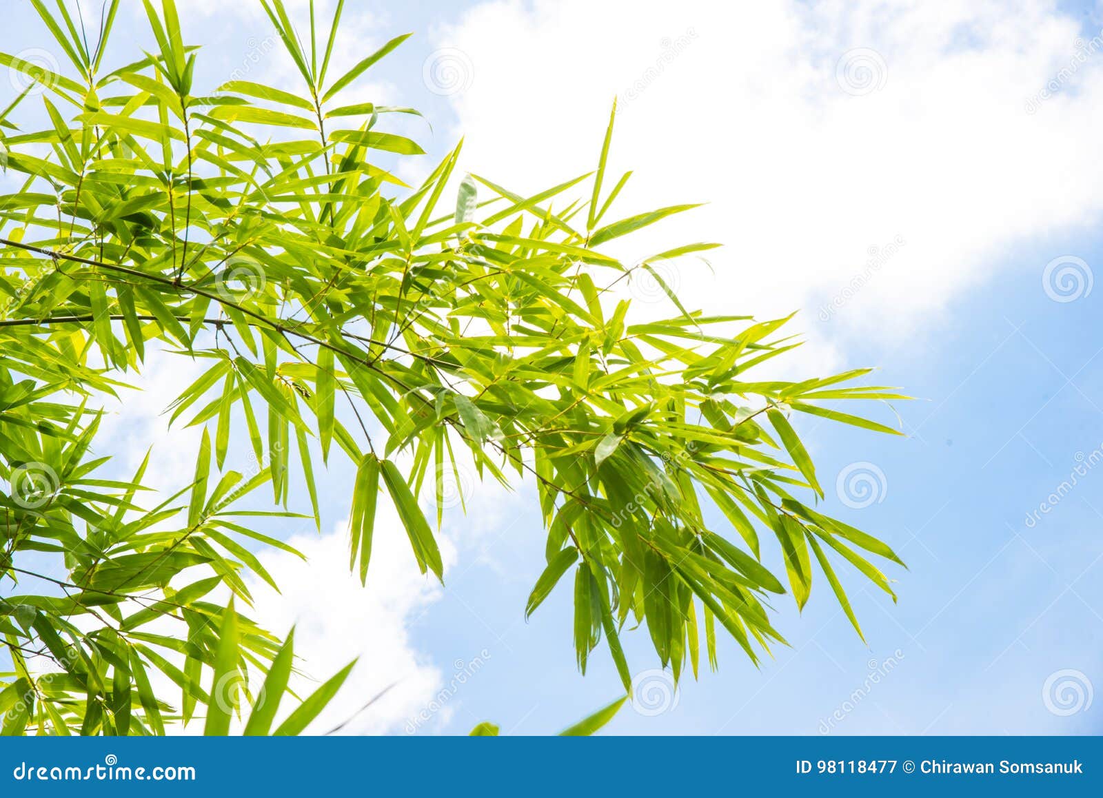 Bamboo leaf background. stock image. Image of chinese - 98118477