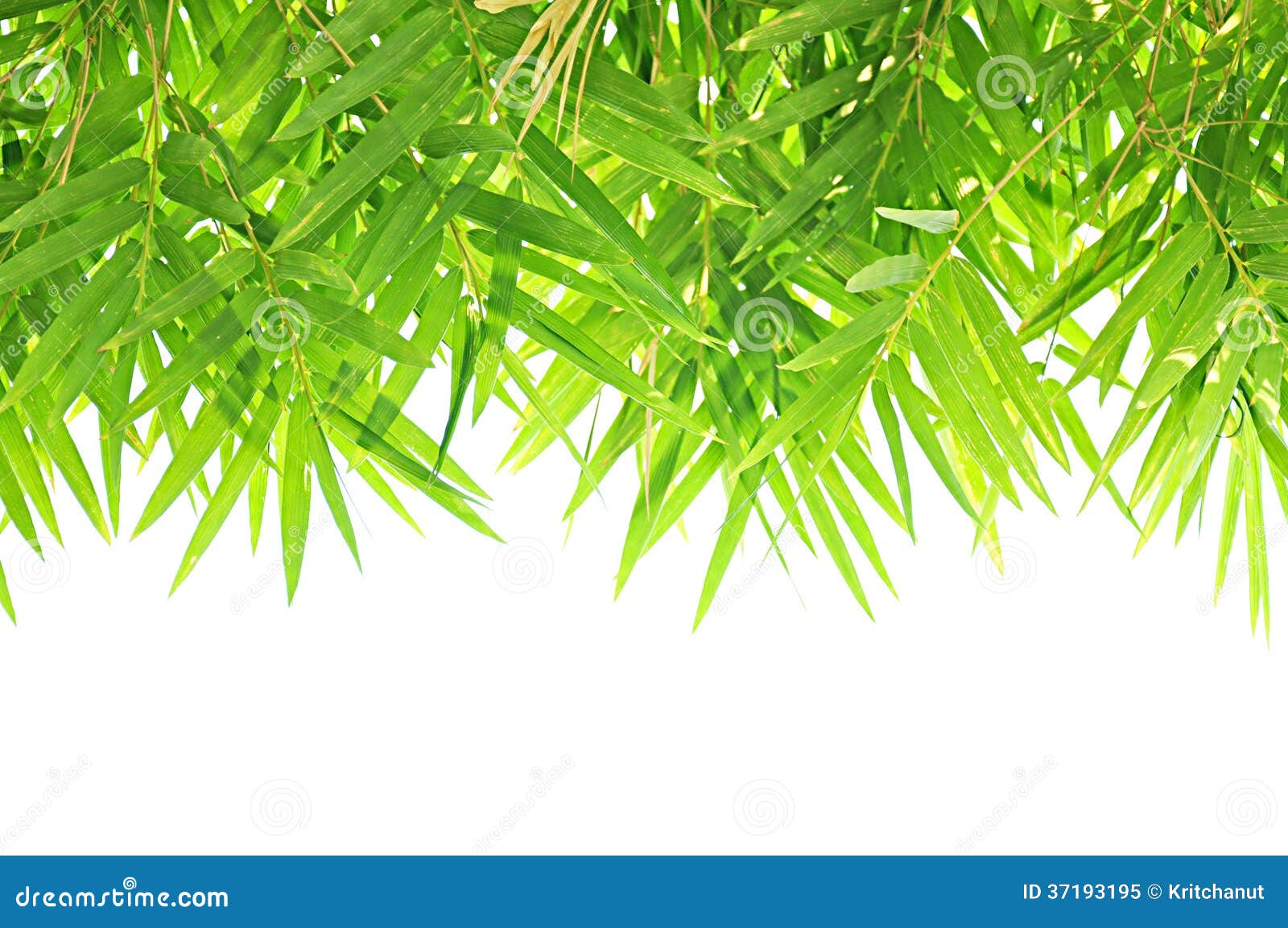 Bamboo leaf border design stock image. Image of growth 37193195
