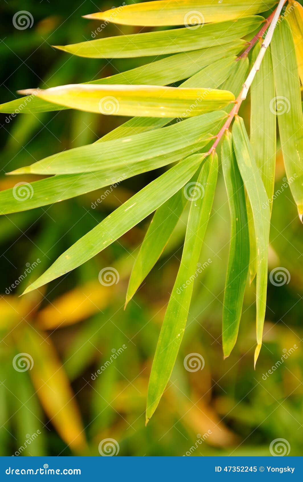 Bamboo leaf stock image. Image of vacation, trip, natural 47352245