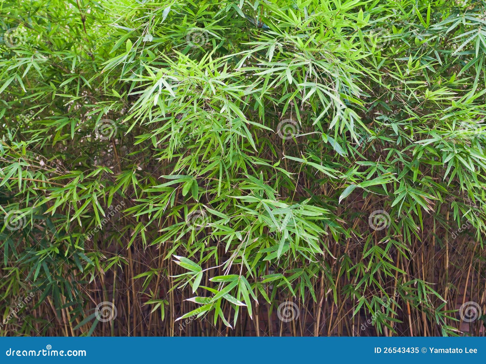 Bamboo leaves stock image. Image of china, chinese, japanese 26543435