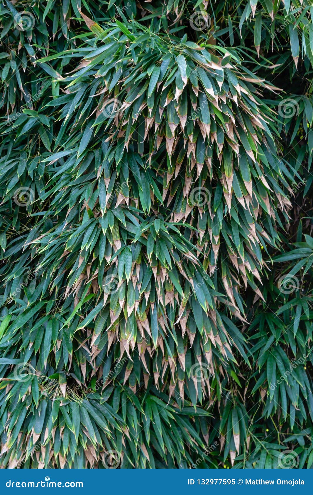 Bamboo Leaves Fron Bamboo Trees In Huntington Botanical Garden