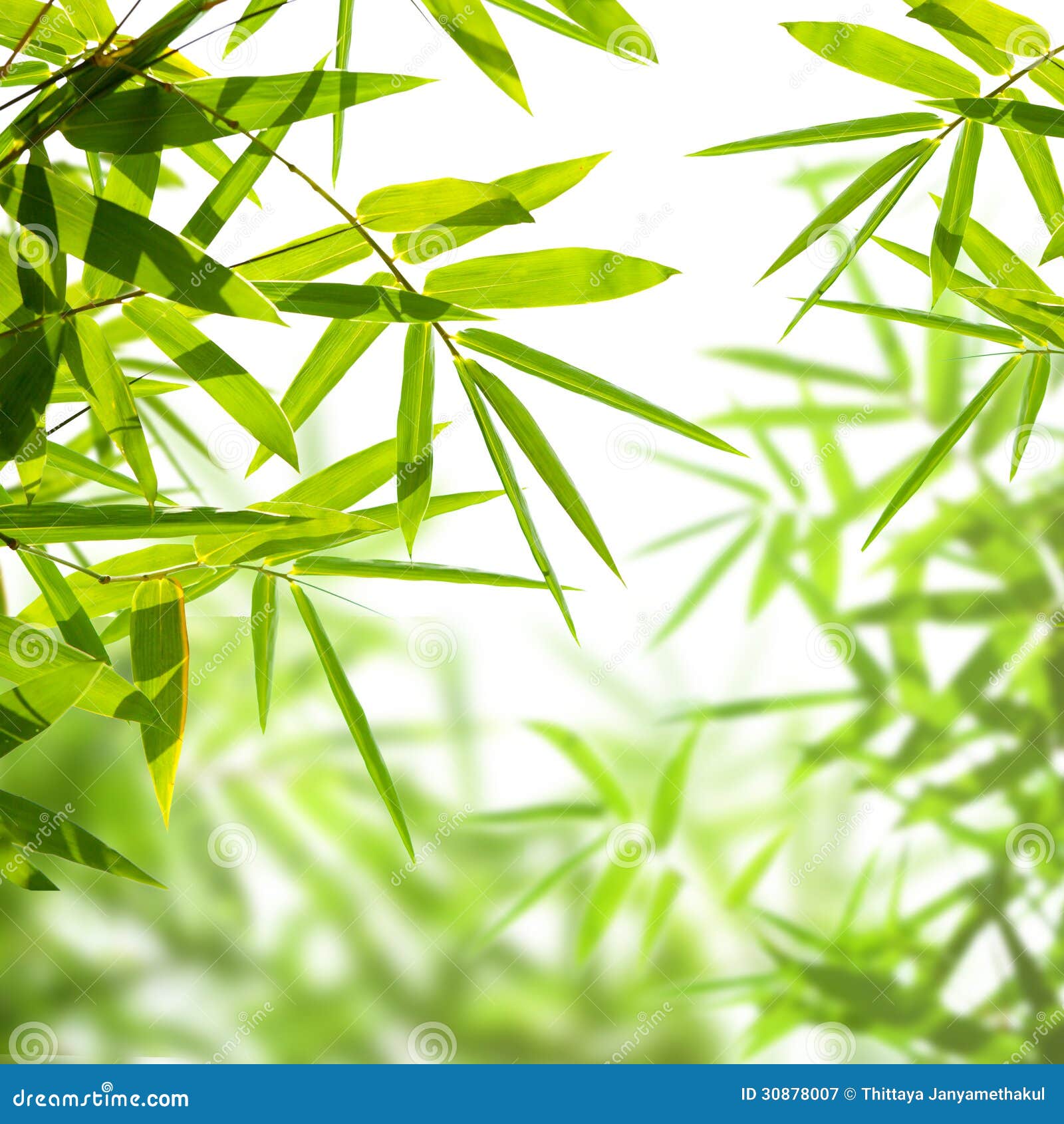 Bamboo leaves stock image. Image of beautiful, backdrop 30878007