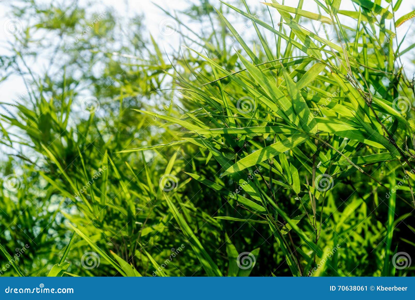 Bamboo Leaves Green. Feeling Relaxed Stock Image Image of forest