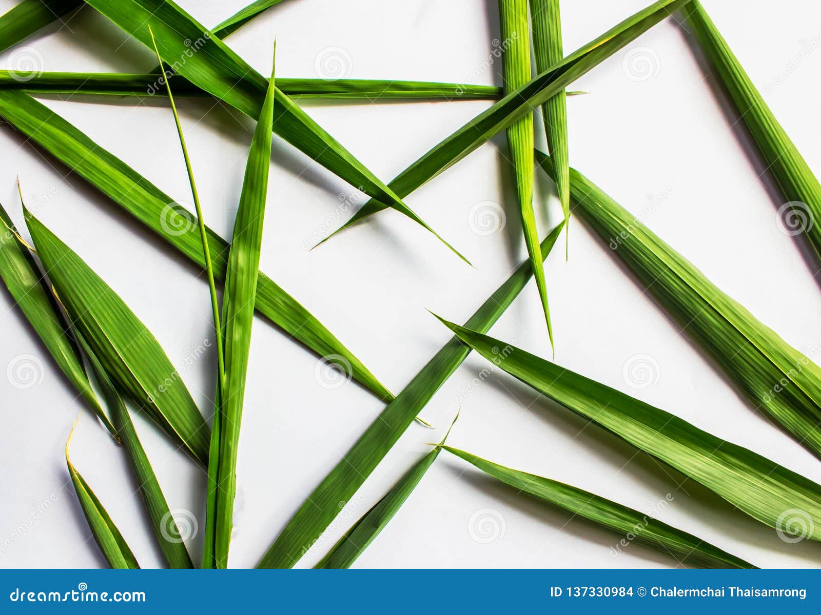 Bamboo Leaves are Heart Shape on White Background Stock Photo Image of plant, background
